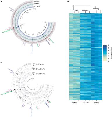 The Piezo-Hyperthermophilic Archaeon Thermococcus piezophilus Regulates Its Energy Efficiency System to Cope With Large Hydrostatic Pressure Variations